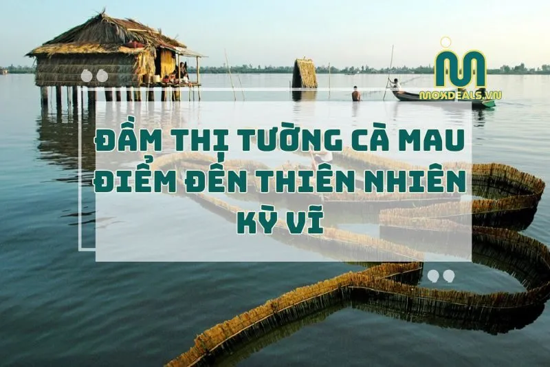 Đầm Thị Tường Cà Mau 2025 – Điểm đến thiên nhiên kỳ vĩ