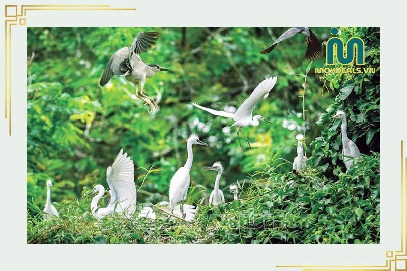 Điểm đến không thể bỏ lỡ khi ghé thăm Vườn Chim Cà Mau