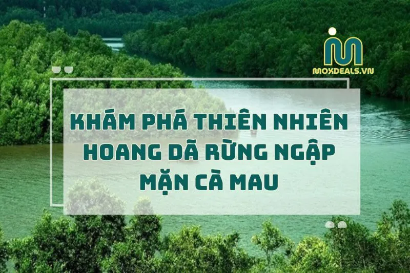 Rừng ngập mặn Cà Mau 2025: Khám Phá Thiên Nhiên Hoang Dã Và Đặc Sắc