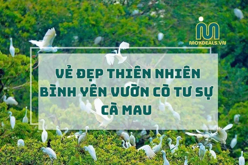 Vườn Cò Tư Sự Cà Mau 2025: Khám Phá Vẻ Đẹp Thiên Nhiên Bình Yên