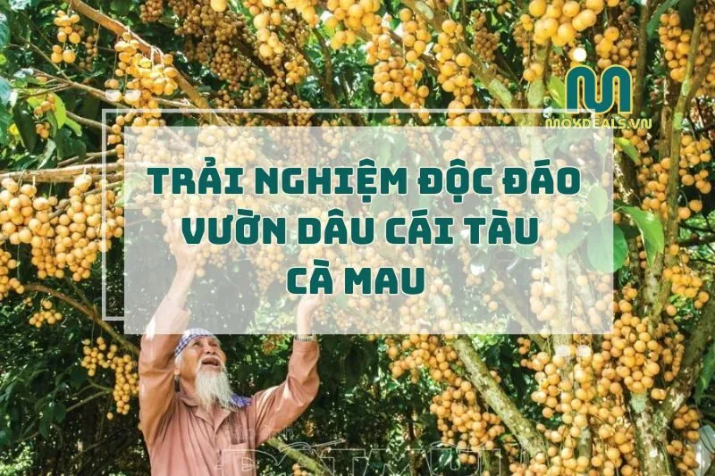 Vườn Dâu Cái Tàu Cà Mau 2025: Trải Nghiệm Độc Đáo và Hấp Dẫn
